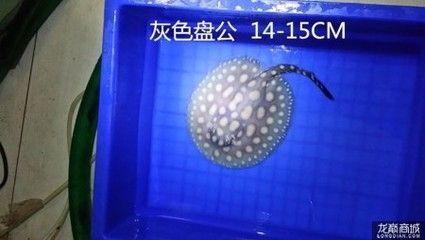 養皇冠黑白魟魚的濾材：養皇冠黑白魟魚的濾材的選擇和使用
