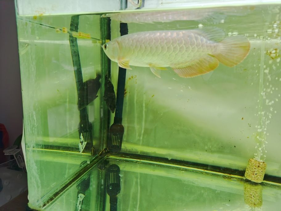 有回收魚缸的嗎在哪里找到（哪里有回收舊魚缸的）