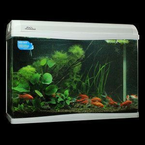 金龍魚魚缸背景用什么材質好呢，選擇合適的金龍魚魚缸背景材質