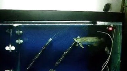 龍魚咬魟魚的刺：龍魚咬食魟魚刺會有什么后果？