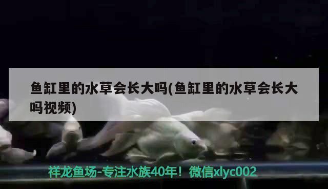 魚缸里沙子怎么清洗才干凈(魚缸里沙子怎么清洗才干凈圖片)