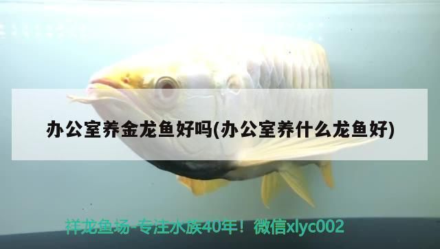 申古銀版魚混養(yǎng)伙伴選擇指南，申古銀版魚混養(yǎng)伙伴選擇指南，申古銀版魚混養(yǎng)常見問題