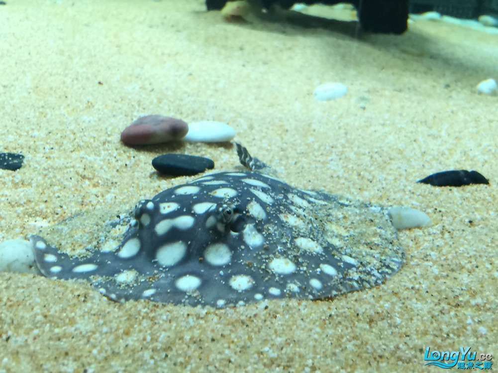 黑白魟魚懷孕幾個月生：黑白魟魚的懷孕周期大約為3個月到4個月到4個多月之間