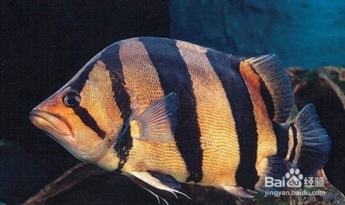 泰國(guó)虎魚(yú)最佳飼養(yǎng)密度，泰國(guó)虎魚(yú)的最佳飼養(yǎng)密度