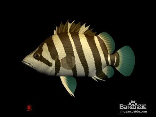 泰國(guó)虎魚(yú)最佳飼養(yǎng)密度，泰國(guó)虎魚(yú)的最佳飼養(yǎng)密度