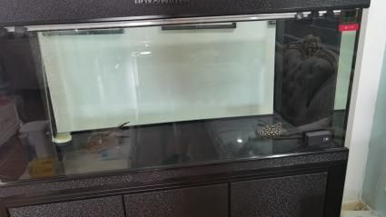 龍魚缸配置要求高嗎，龍魚缸的配置要求