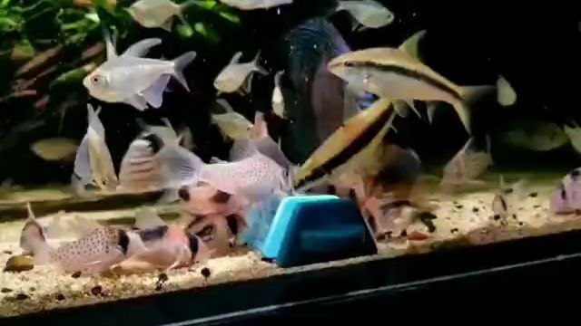 元寶魚與紅龍魚的最簡單辨認方法（附對比圖片）元寶魚與紅龍魚的最簡單辨認方法（附對比圖片）