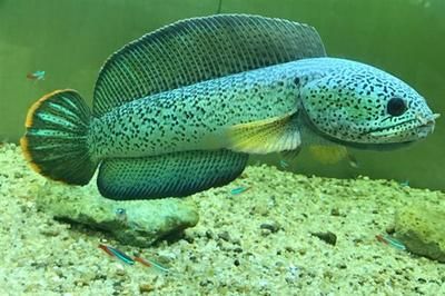 做夢夢到金龍魚往我這游過來什么意思啊：金龍魚入夢，祥瑞之兆的深層解讀
