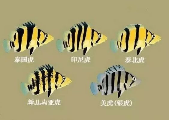虎魚紋路鑒賞技巧分享，關于虎魚紋路鑒賞的技巧