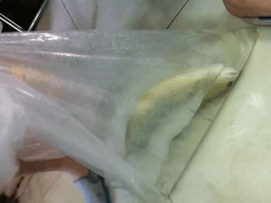 魟魚剪尾會不會長：根據搜索結果，魟魚的尾巴如果遭到破壞，可能再長出來的