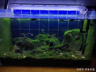 魚缸藻類控制技巧，有效的魚缸藻類控制技巧