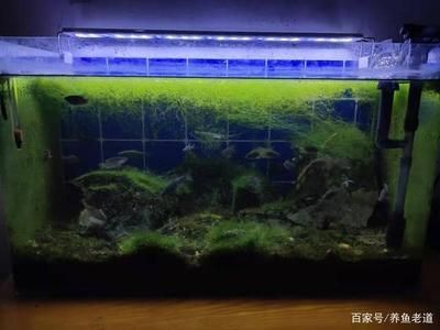 魚缸藻類控制技巧，有效的魚缸藻類控制技巧