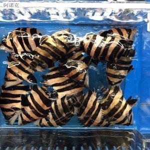 印尼三紋虎市場行情分析，三紋印尼虎價格表
