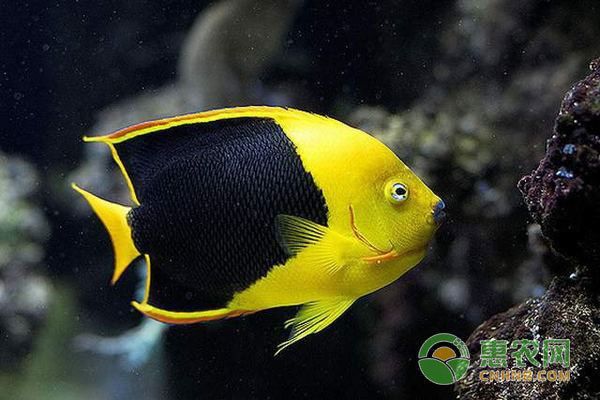 熱帶魚(yú)水溫控制的常見(jiàn)誤區(qū)，熱帶魚(yú)水溫控制常見(jiàn)的誤區(qū)