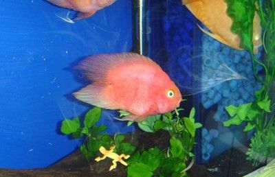 怎樣放魚苗成活率高，科學方法與實用技巧，科學放養魚苗，提高成活率的實用技巧與方法