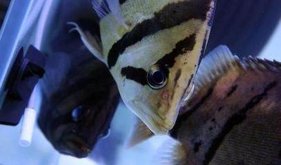 印尼虎魚繁殖常見問題及解決，印尼虎魚繁殖水溫控制技巧，印尼虎魚性別鑒別實用技巧