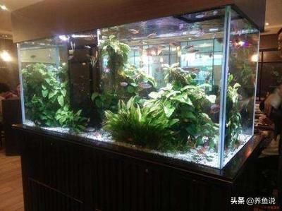 魚缸多久全部換水合適，如何判斷魚缸水質(zhì)好壞