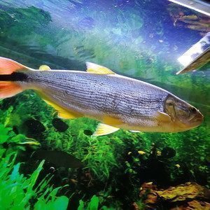 如何挑選健康的蘇虎魚(yú)，挑選健康的蘇虎魚(yú)需要注意以下幾個(gè)方面