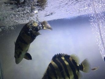 如何挑選健康的蘇虎魚(yú)，挑選健康的蘇虎魚(yú)需要注意以下幾個(gè)方面
