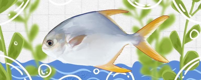 倉魚有刺嗎刺多么