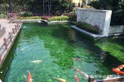 金龍魚多少度不用開加熱棒
