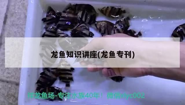 防止龍魚跳缸有什么好辦法