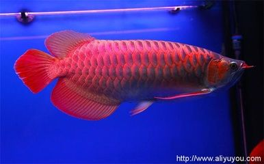 龍魚的魚缸多大，如何維護(hù)龍魚水質(zhì)清潔,龍魚飼料選擇指南