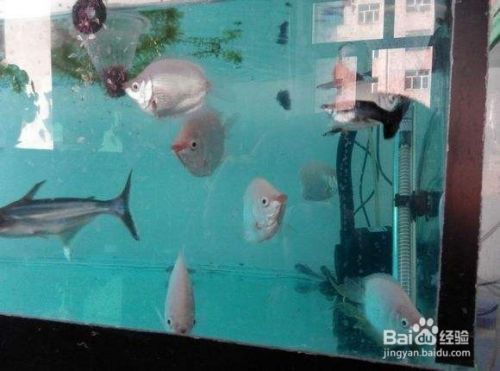 魚缸水中加鹽是否可以，如何正確測量魚缸鹽度不同魚種對鹽度的反應