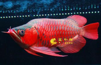 白子魟魚壽命：白子魟魚的壽命一般在25-30年之間