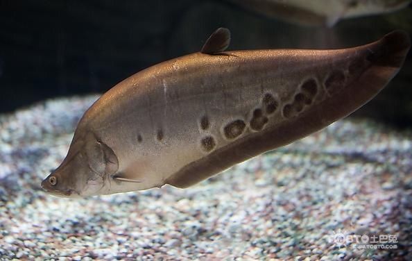熱帶魚混養水溫控制技巧，混養熱帶魚時，水溫控制是關鍵