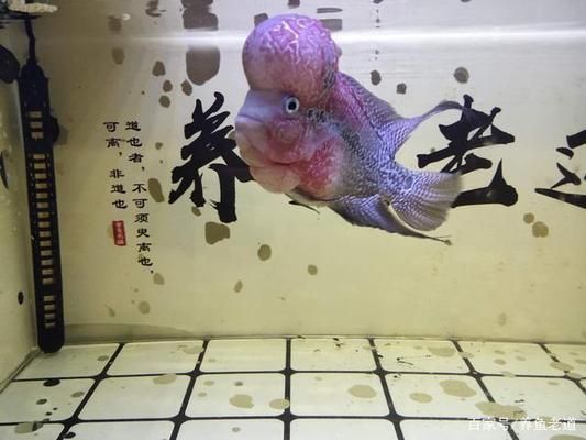 熱帶魚混養水溫控制技巧，混養熱帶魚時，水溫控制是關鍵