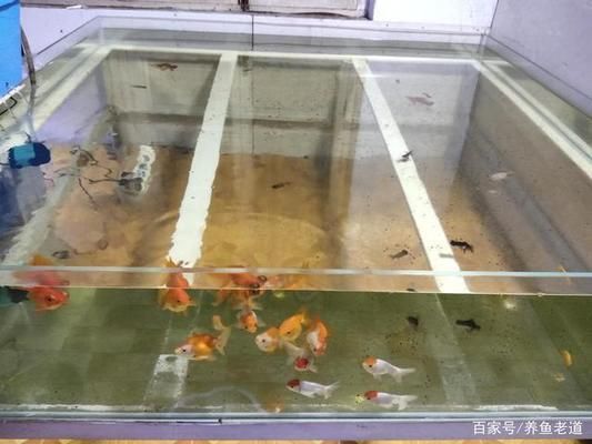 熱帶魚混養水溫控制技巧，混養熱帶魚時，水溫控制是關鍵