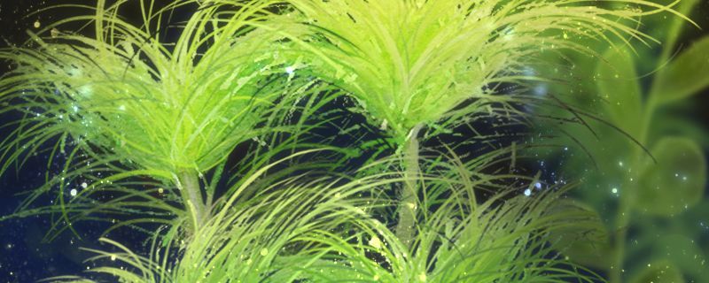 帶蓋子的上置過濾魚缸改造（上濾魚缸帶蓋怎么加強(qiáng)過濾）