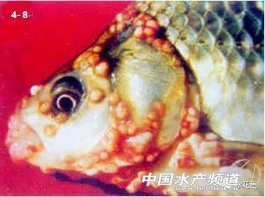 龍魚常見寄生蟲