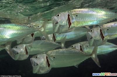 魟魚需要多少溫度養殖才能養活：魟魚的養殖適宜溫度