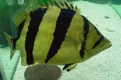 泰國虎魚市場價格最新動態，泰國虎魚市場價格