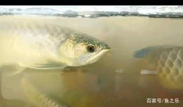 龍魚漁場排名第幾位：全球龍魚漁場排名前十名的列表