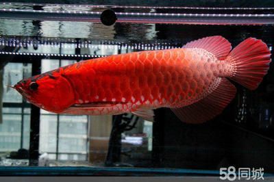 龍魚漁場排名第幾位：全球龍魚漁場排名前十名的列表