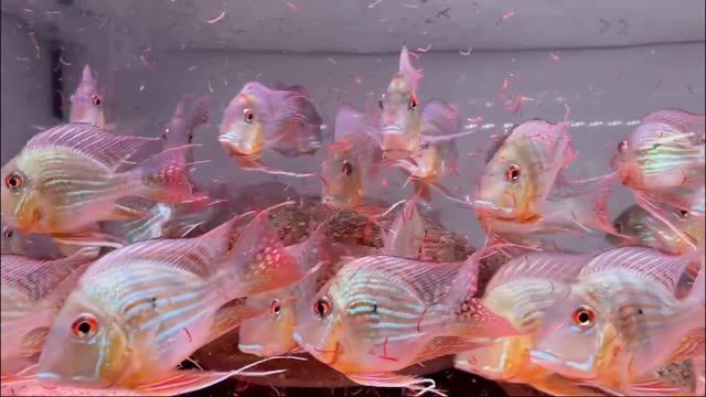 元寶鳳凰魚吃紅蟲很香：元寶鳳凰魚吃紅蟲