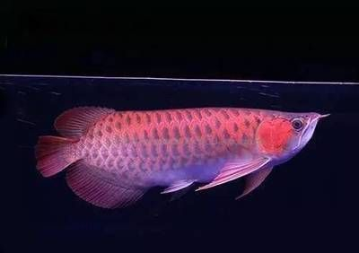 魚為什么趴在缸底不動？原因分析與解決方法，魚趴在缸底不動的常見原因及應(yīng)對措施