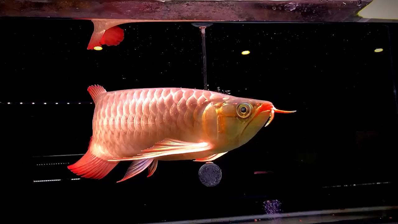蚌埠二手魚缸轉讓信息網最新（臨汾裝修公司推薦）