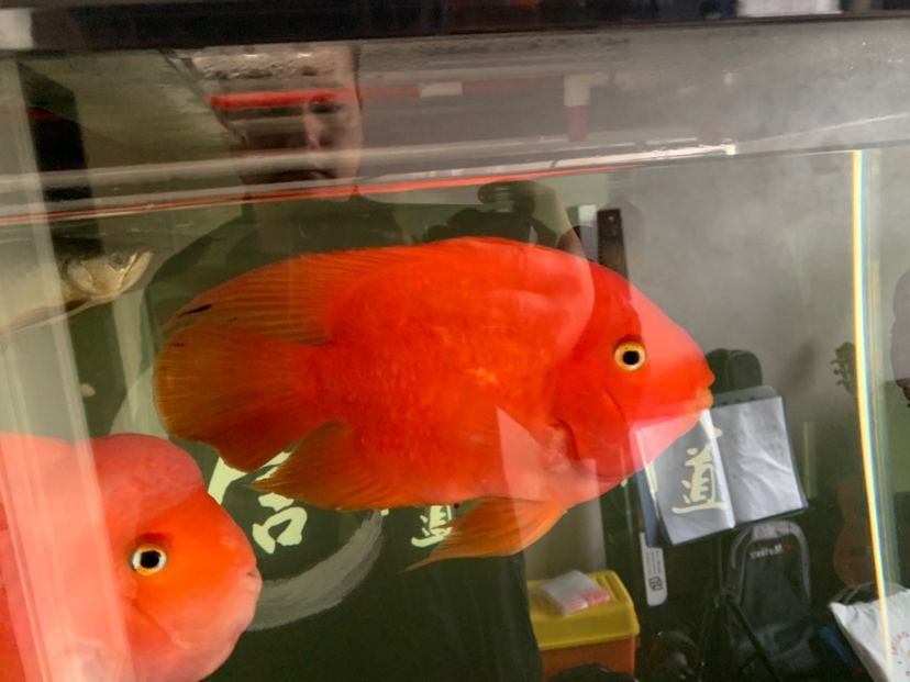蚌埠二手魚缸轉讓信息網最新（臨汾裝修公司推薦）