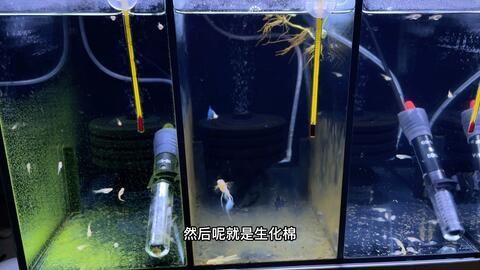 如何選擇合適的魚缸過濾系統(tǒng)，如何選擇適合自己的魚缸過濾器