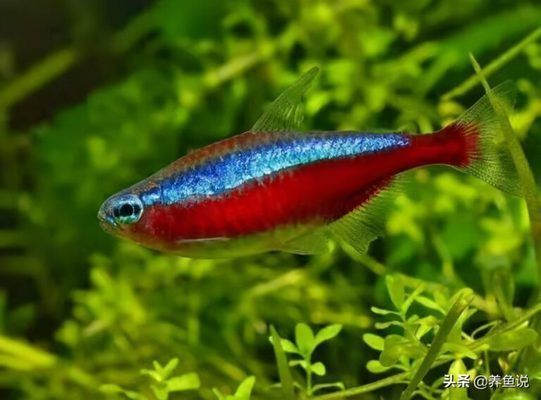 魚(yú)苗混養(yǎng)時(shí)的注意事項(xiàng)，如何判斷魚(yú)苗是否適合混養(yǎng)