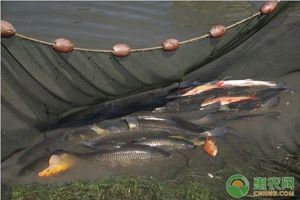 魚苗混養時的注意事項，如何判斷魚苗是否適合混養