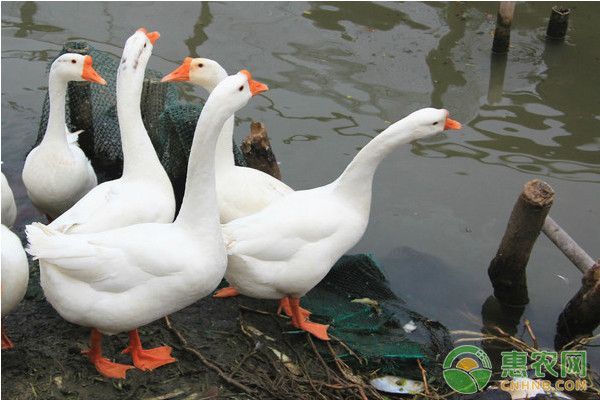 魚苗混養時的注意事項，如何判斷魚苗是否適合混養