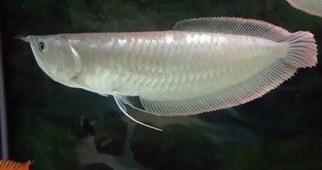 魚體外寄生蟲有哪些？常見種類及防治方法詳解，魚體外寄生蟲常見種類及防治方法全解析