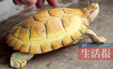 魚塘魚爛身爛尾的原因及防治措施，魚塘魚爛身爛尾的原因及防治措施解析