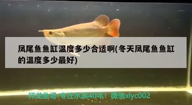 如何監測三紋虎水溫變化，jd-sw2水溫監測系統價格對比 如何監測三紋虎水溫變化，jd-sw2水溫監測系統價格對比 虎魚百科 第6張