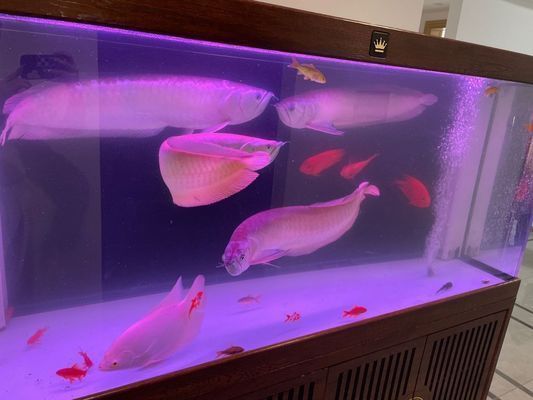 印尼虎魚苗水質監測方法，印尼虎魚苗水質監測方法：水質參數的檢測是確保印尼虎魚苗健康成長的基礎